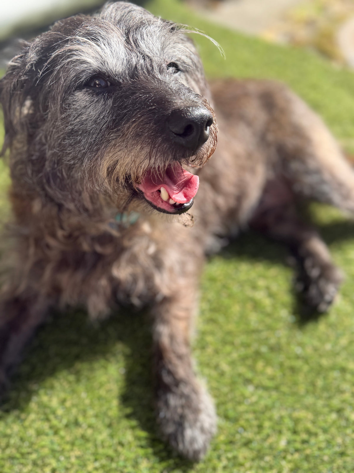 Dog Wee Smell in Synthetic Turf? Here's the Actual Fix