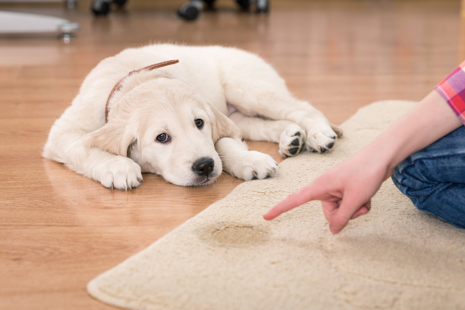 How to Get Rid of Pet Urine Odour Indoors and on Synthetic Turf