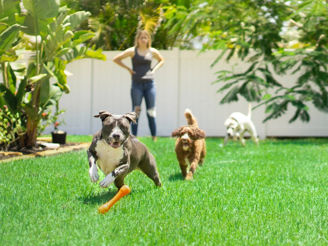 How-to-choose-a-quality-artificial-pet-turf smellBgone