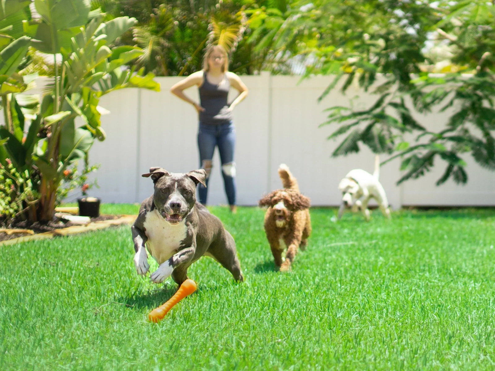 How to choose a quality artificial pet turf