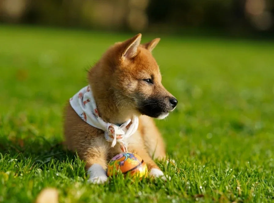 How hot does synthetic turf get in the summer? - smellBgone