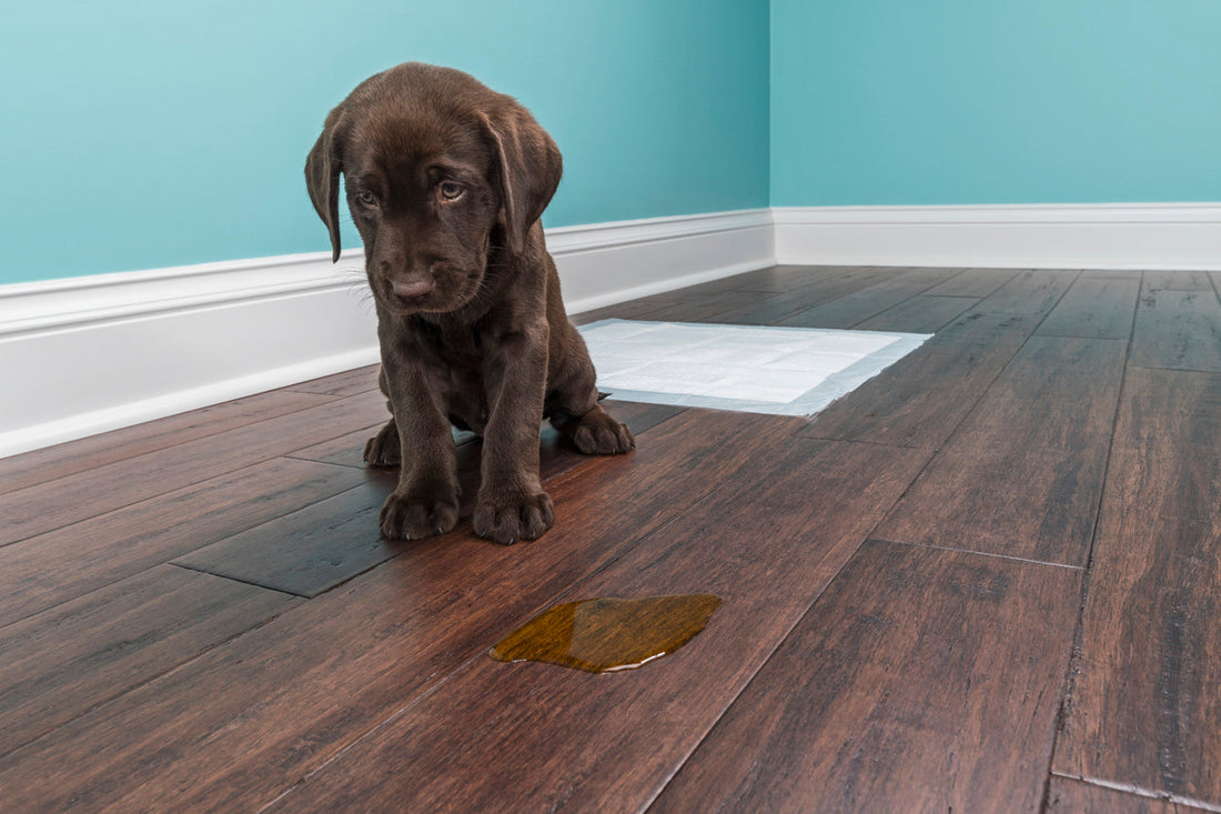 The New Puppy (or Kitten) Owner's Checklist: Setting Up for Odour-Free Success