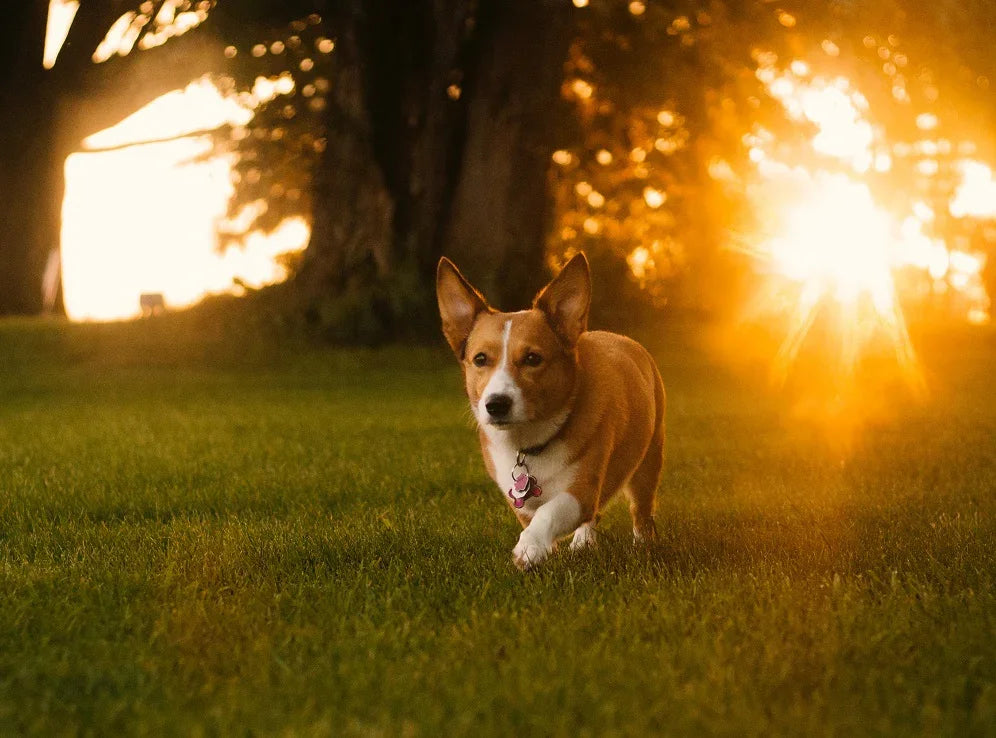 Artificial grass or Real grass for dogs? - smellBgone