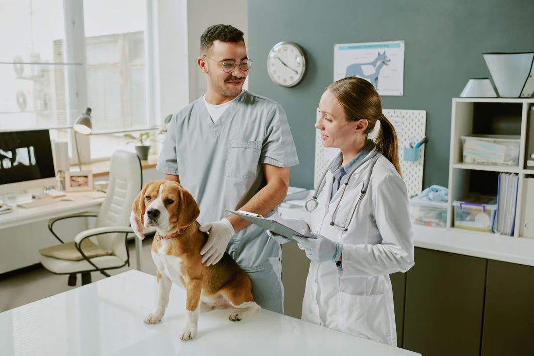 A Hygiene and Odour Control Guide for Vets, Groomers and Kennels